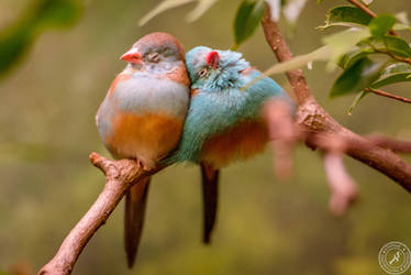 Birds in Love