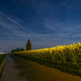 Rapeseed at full moon