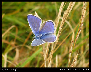 chalk blue butterfly