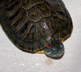 Turtle ii