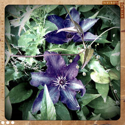 Clematis