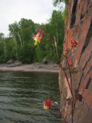 Tettegouche Flowers