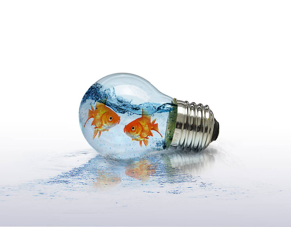 Flash Fish by doppiaemmeemme on DeviantArt