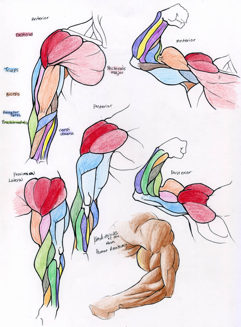 Muscle Reference- ARM by 10kk on DeviantArt