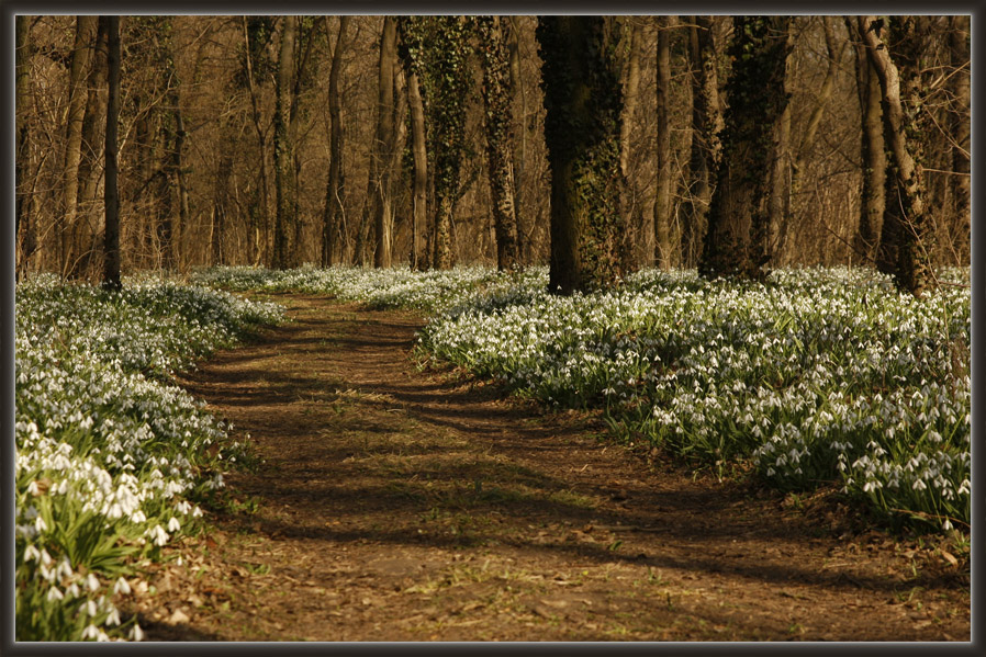 Galanthus nivalis 3