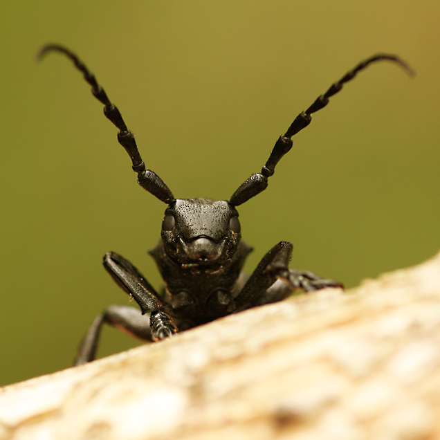 Dorcadion aethiops