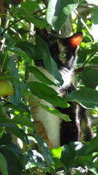 Kitara in apple tree 2