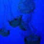 Jellyfish 5