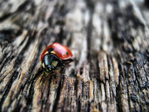 Autumn Ladybug.