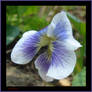 Bicolor viola