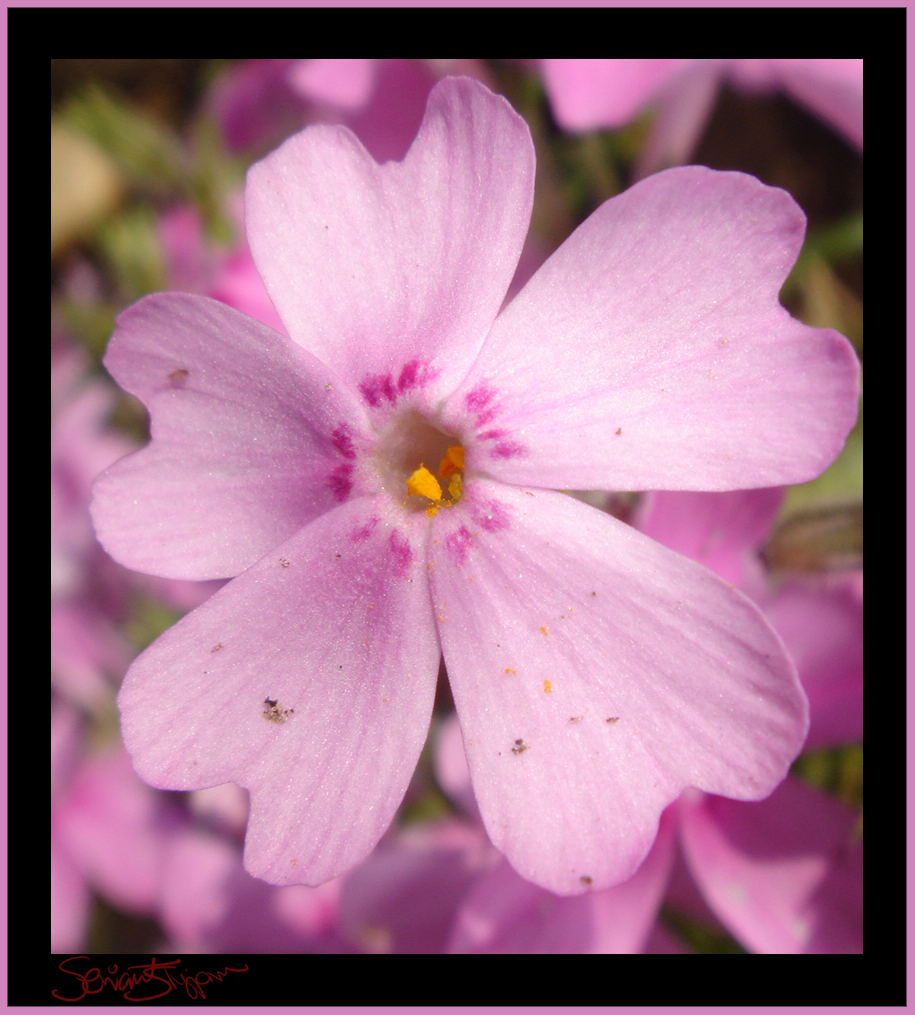 Pink pentagram