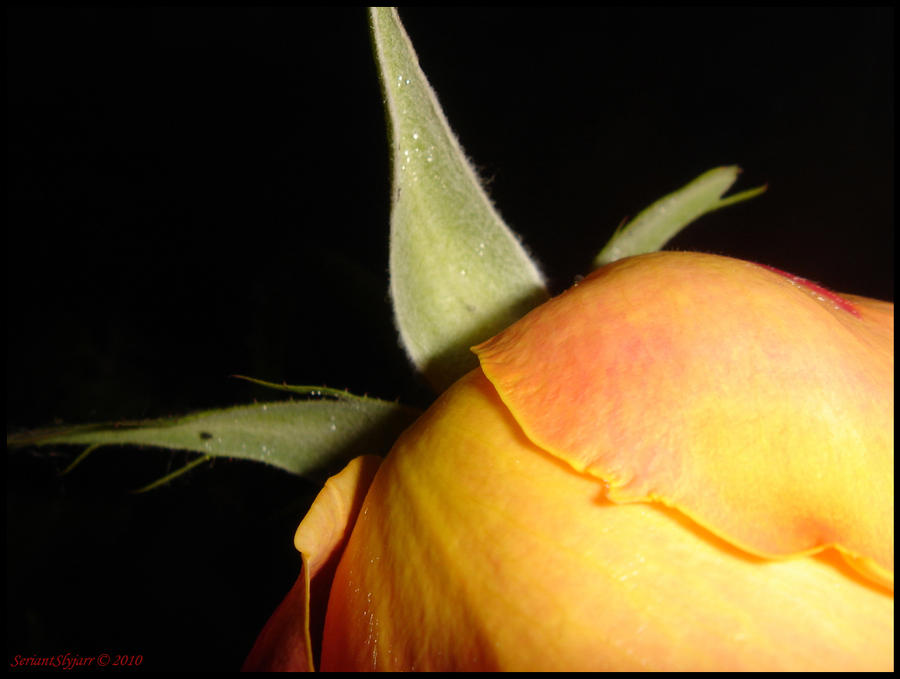 Quarter Rose by SeriantSlyjarr on DeviantArt