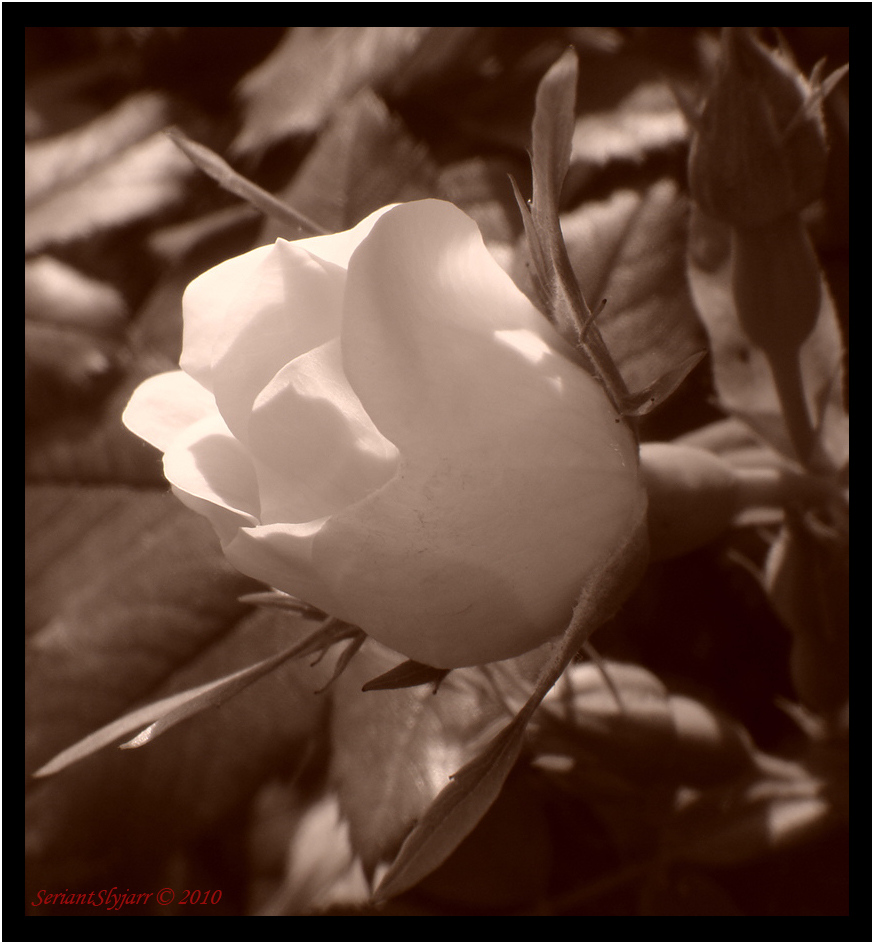 Sepia Wild Rose