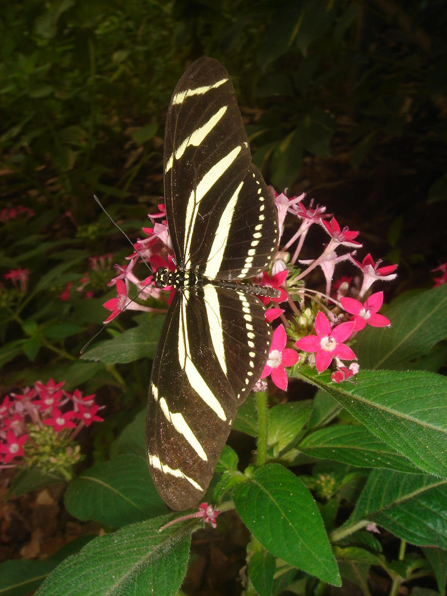 Zebra Longwing