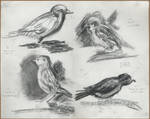 Sparrow studies by Ziannna