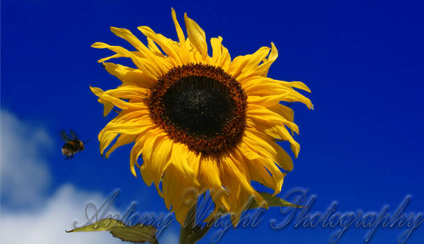 Sunflower2