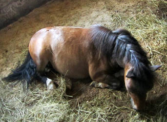 Pony sleeping