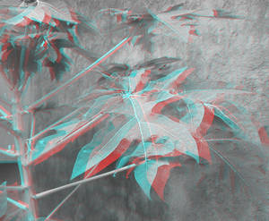 Leaves 3D Anaglyph Pop Out