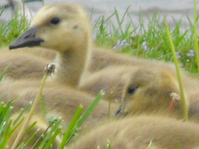 Baby Goose