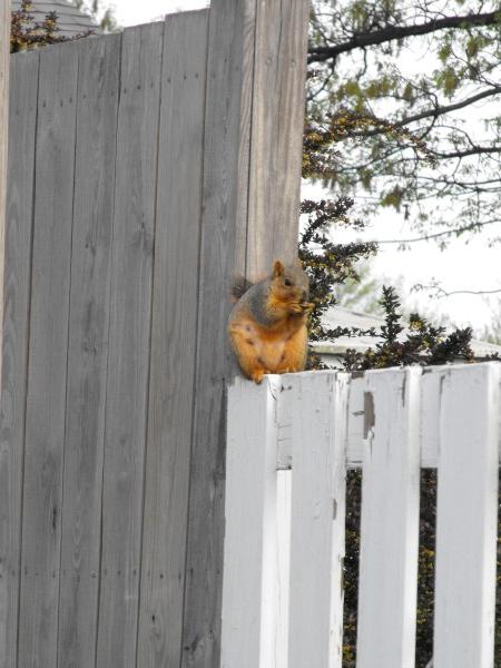 Squirrel on a Fence