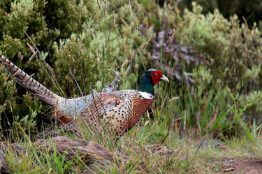 Pheasant