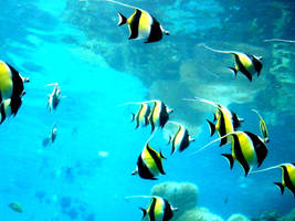 Angel Fish