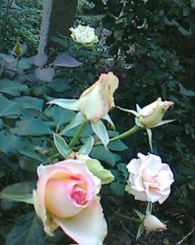 roses in my garden