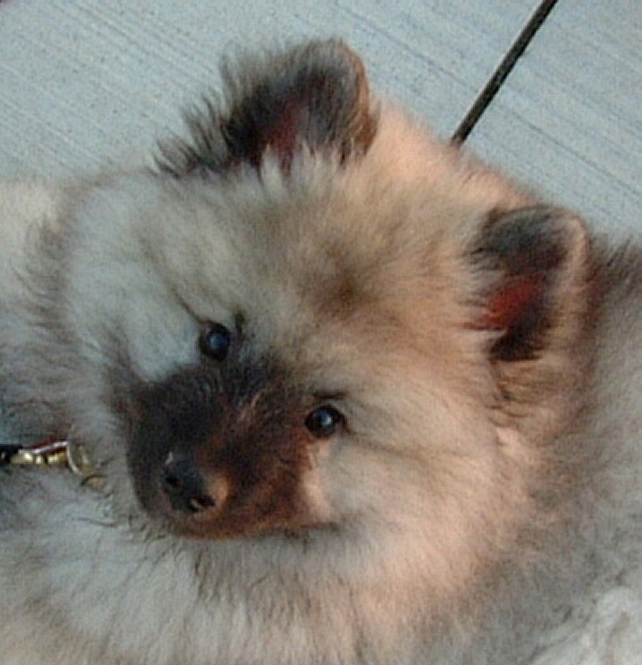 Loki  Keeshond