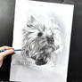 Drawing of a Westie 