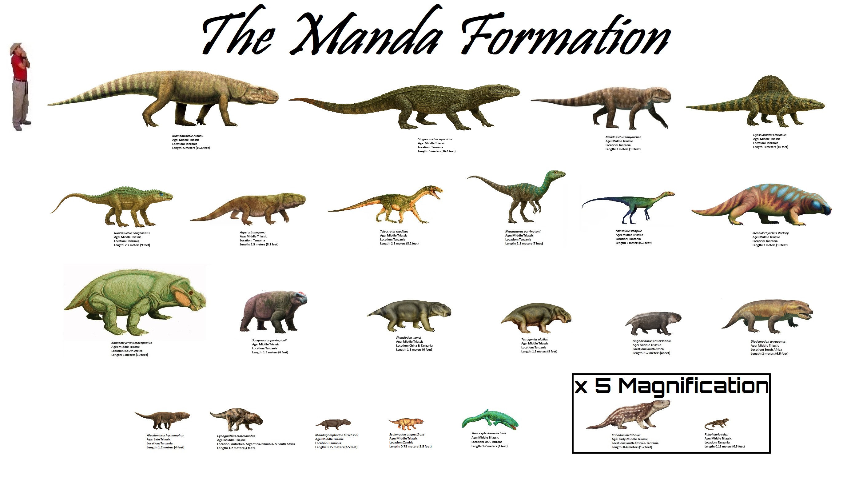 Basic Manda The Manda Formation by apophis731 on DeviantArt
