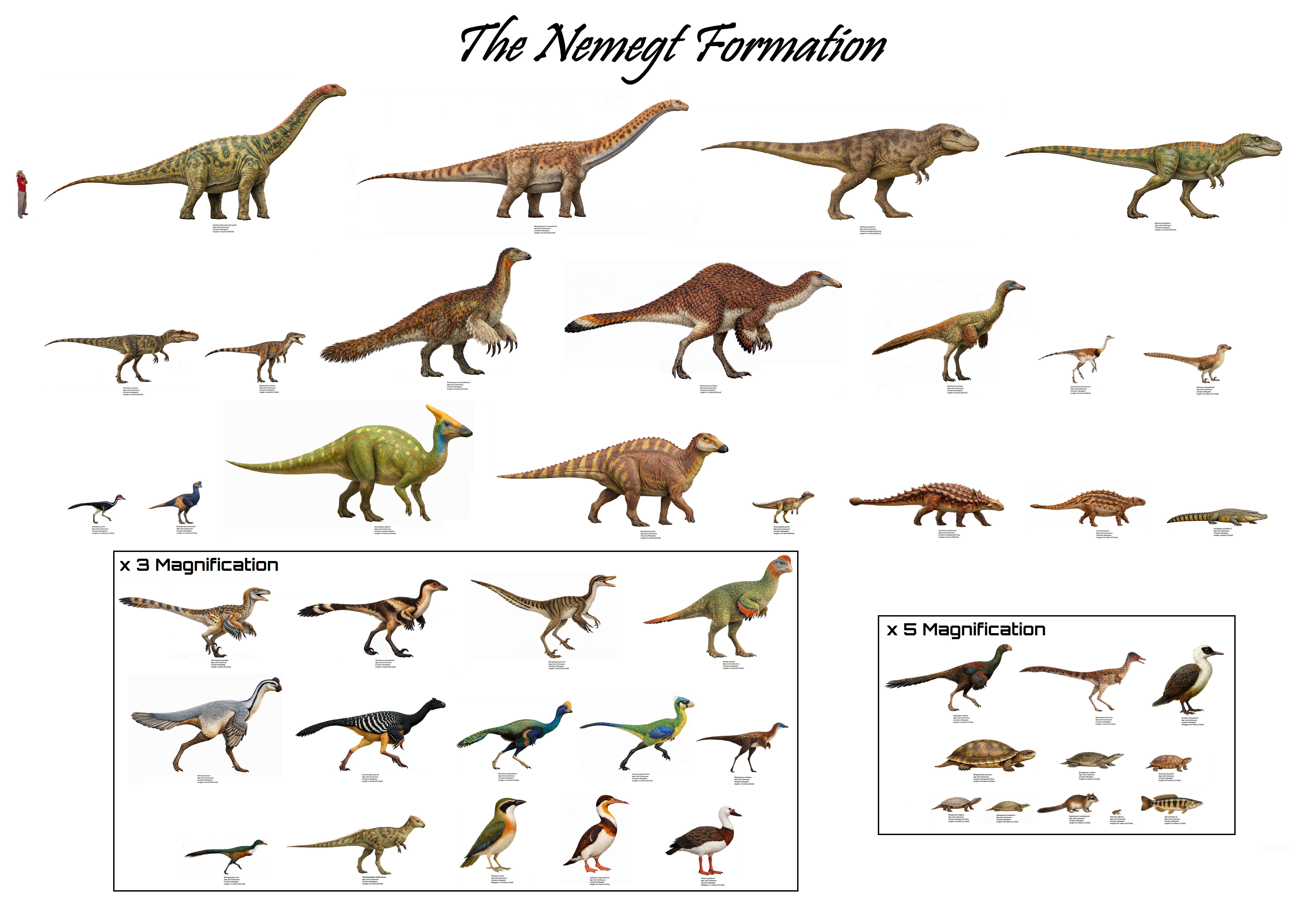 The Nemegt Formation