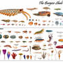 The Burgess Shale