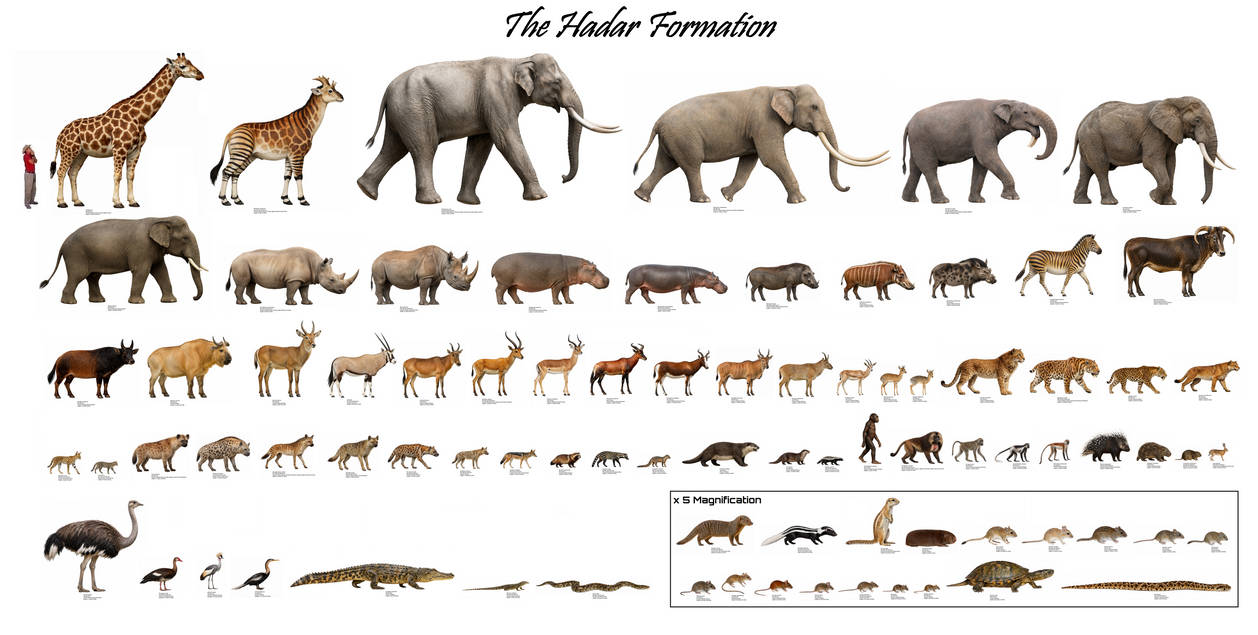 Hadar Netz The Hadar Formation by PrehistoricCollage on DeviantArt
