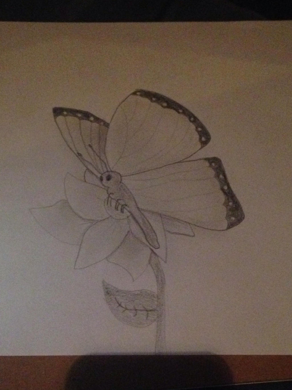 Butterfly