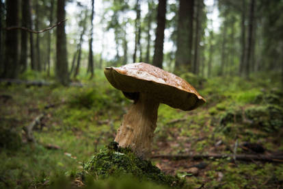 Boletus Edulis mushroom