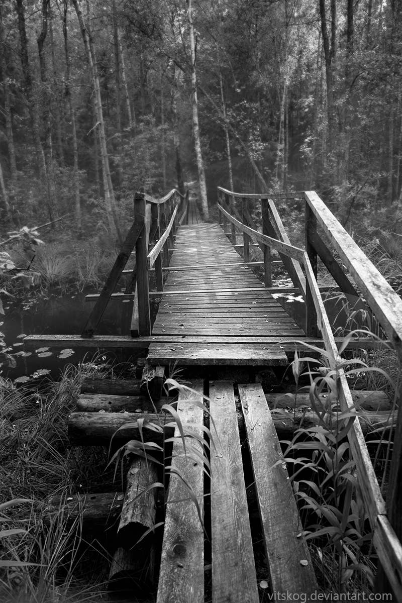 A Bridge To The Deepest Part Of The Forest