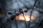 Rose Hip II by Vitskog