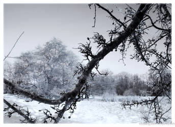 Winter Forest by Vitskog