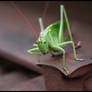 Tettigonia viridissima