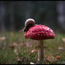 Fly Amanita