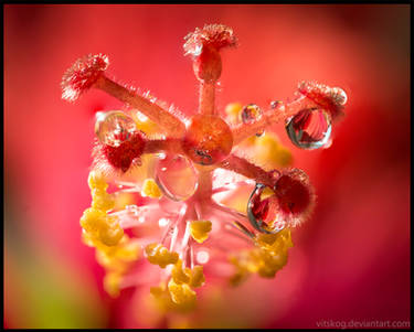 Hibiscus Flower