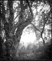 An Old Apple Tree