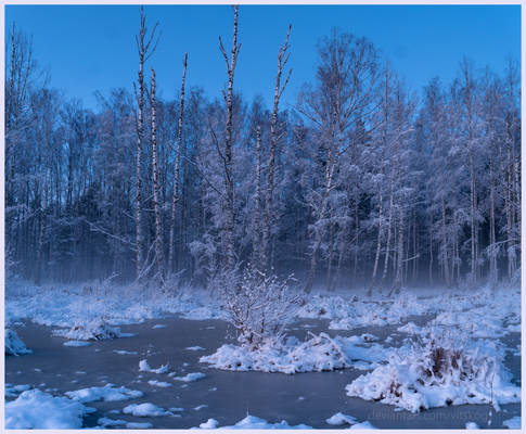 Winter Forest II