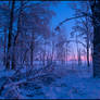 Winter Forest IV