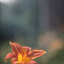 Daylily