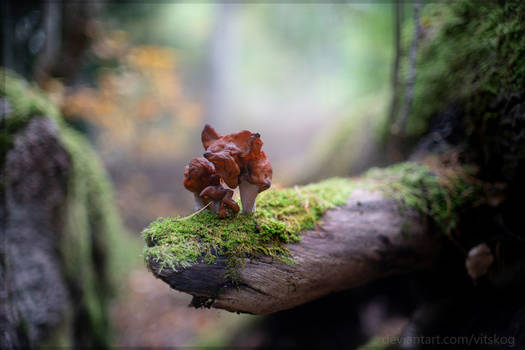 Gyromitra mushroom