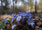 Anemone Hepatica by Vitskog