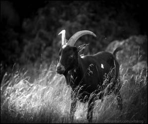 The goat by Vitskog