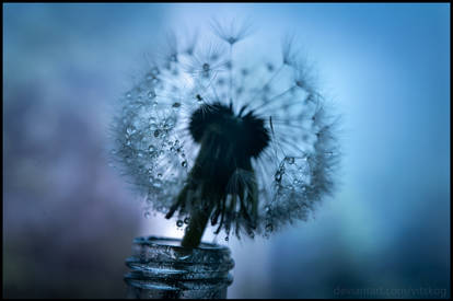 Dandelion