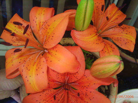 liliums